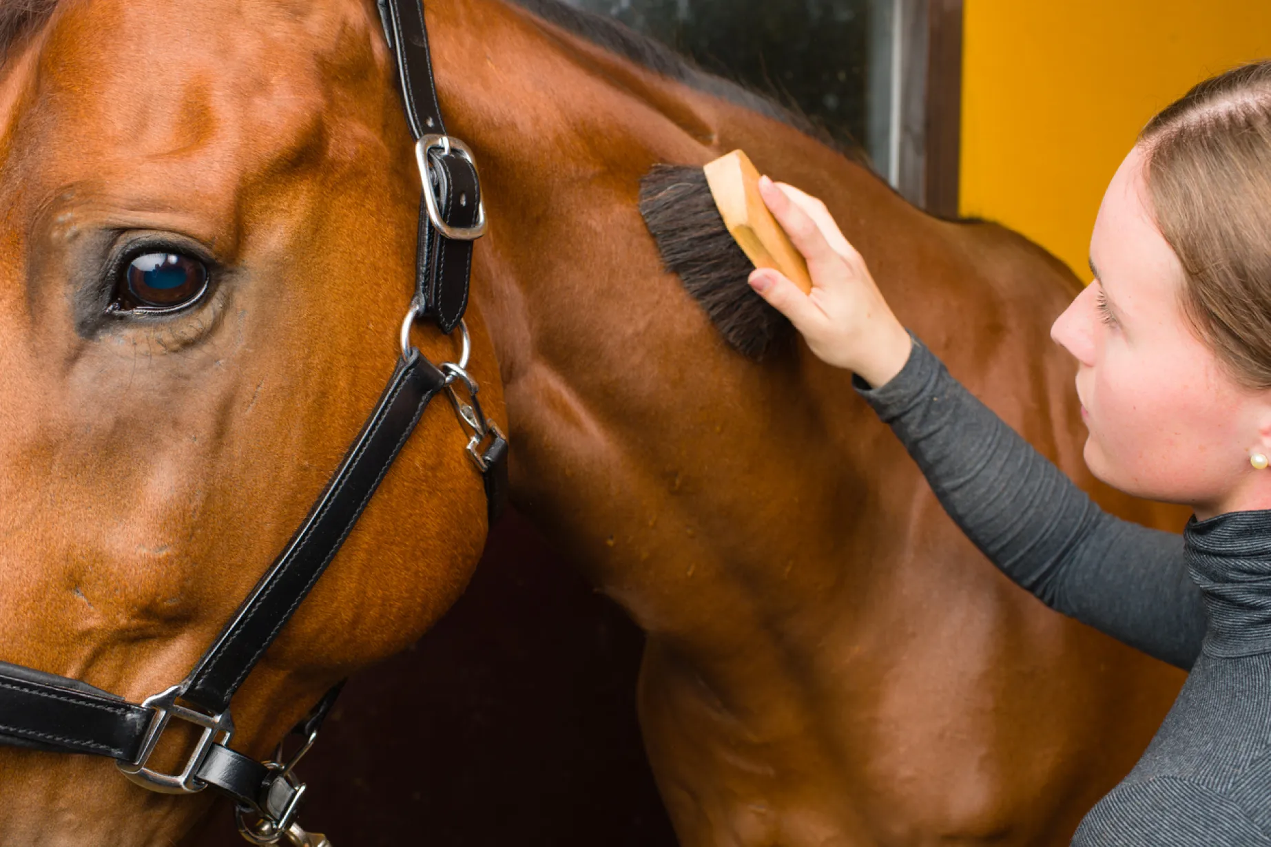 Animotopia Animalerie Morlaix Hygiene Et Soins 8