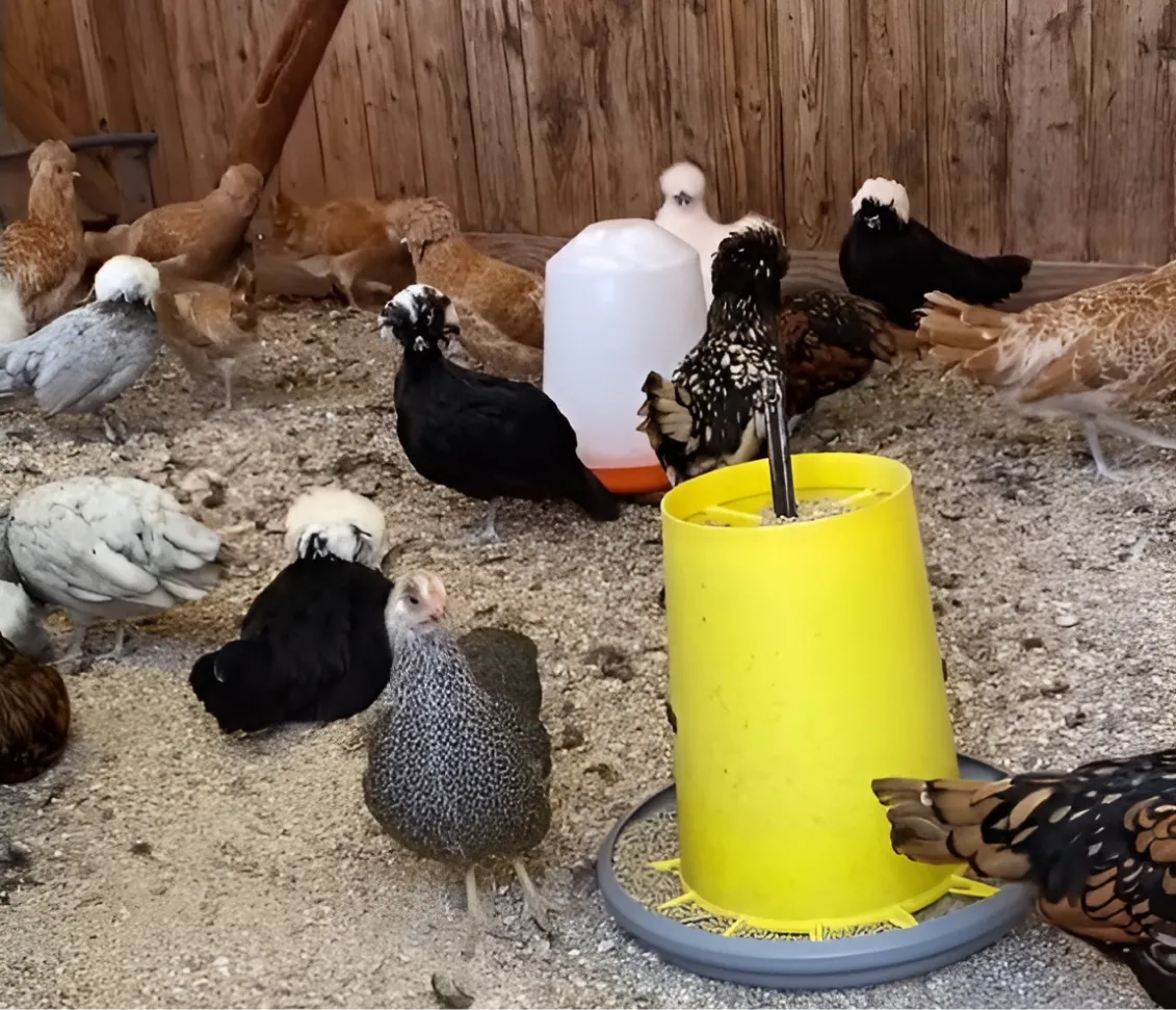 Animotopia Animalerie Morlaix Les Animaux 3