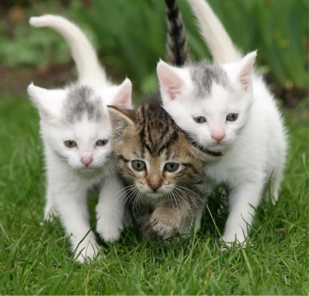 Animotopia Animalerie Morlaix Les Chats