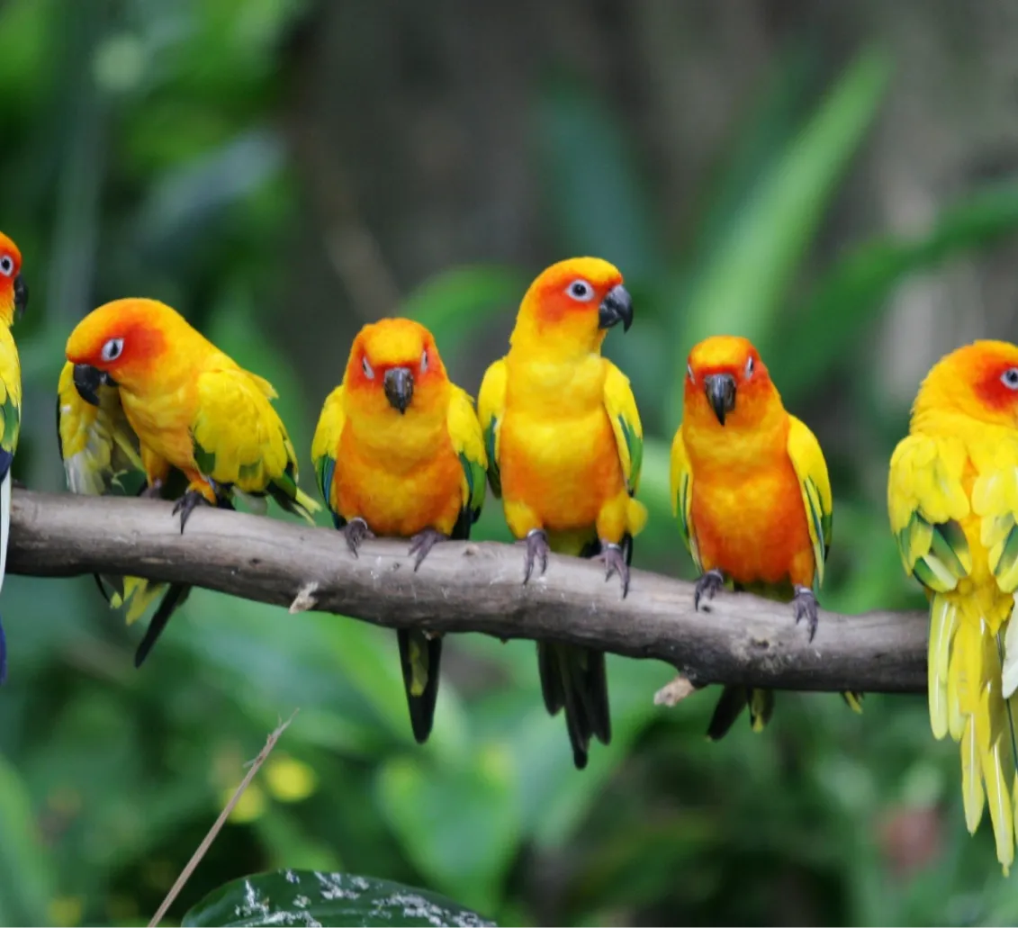 Animotopia Animalerie Morlaix Les Oiseaux