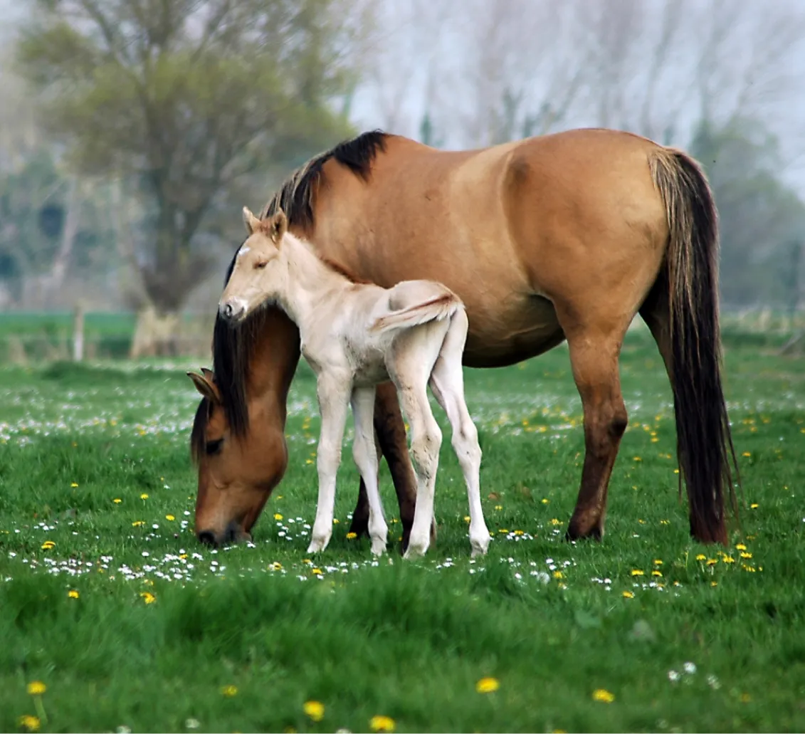 Animotopia Animalerie Morlaix Cheval 2