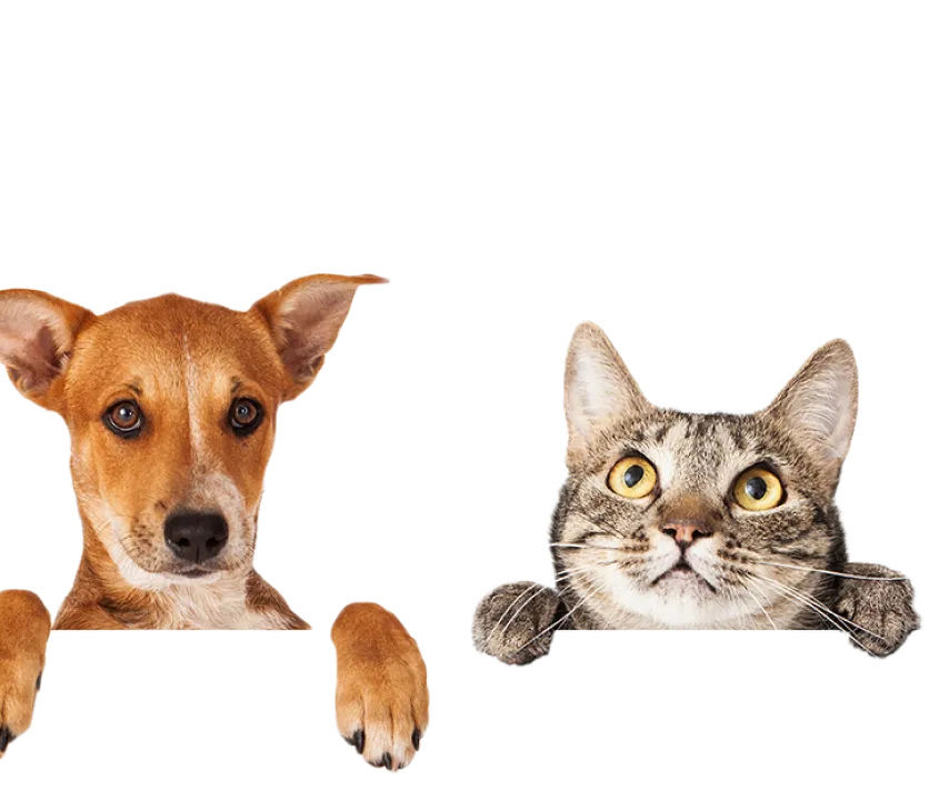 Animotopia Animalerie Morlaix Nos Avis Clients 1