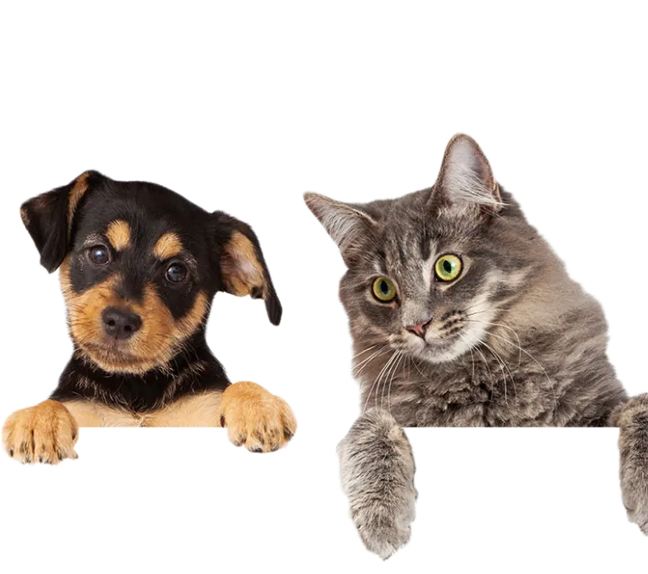 Animotopia Animalerie Morlaix Nos Avis Clients 2